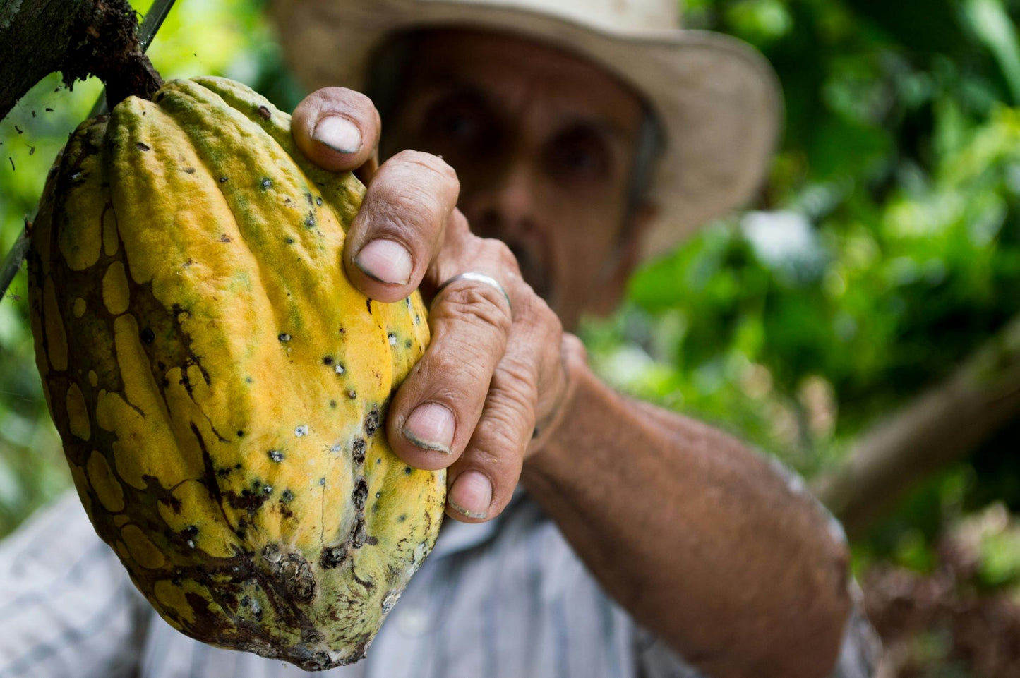 Poudre de cacao bio