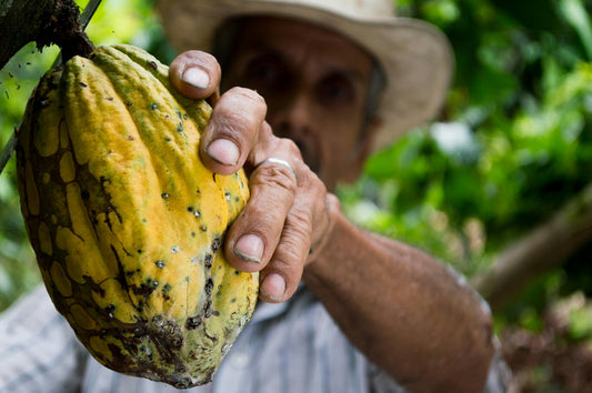 Poudre de Cacao Alcalinisé